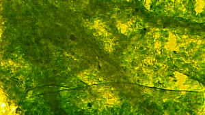 Mikroskopische Aufnahme von Grünkohl nach Hochdruckbehandlung (5 min, 600 MPa)