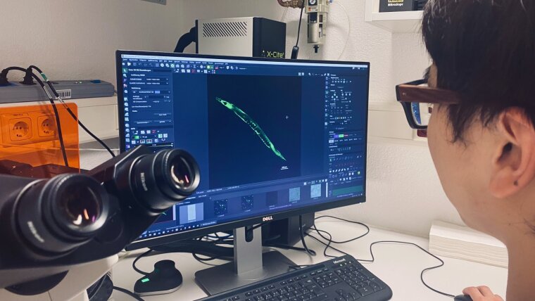 Fluoreszenzmikroskopie zur Untersuchung von C. elegans