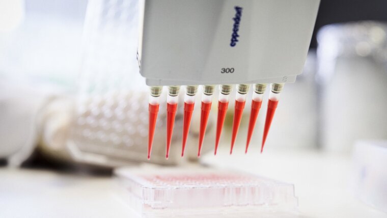 Scientist fills a microtiter plate with a multichannel pipette